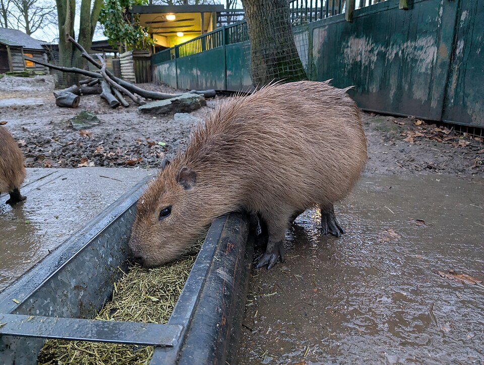 干し草を食べるカピバラ