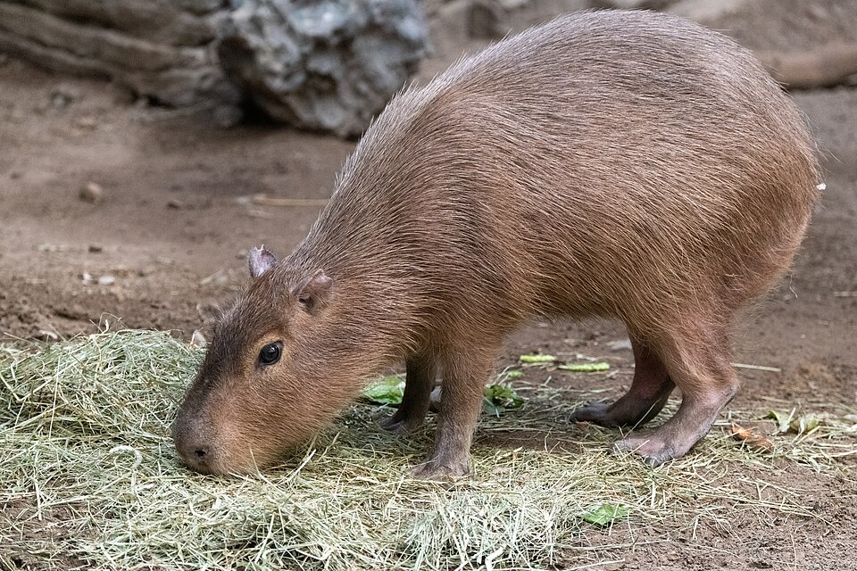 干し草を食べるカピバラのアップ