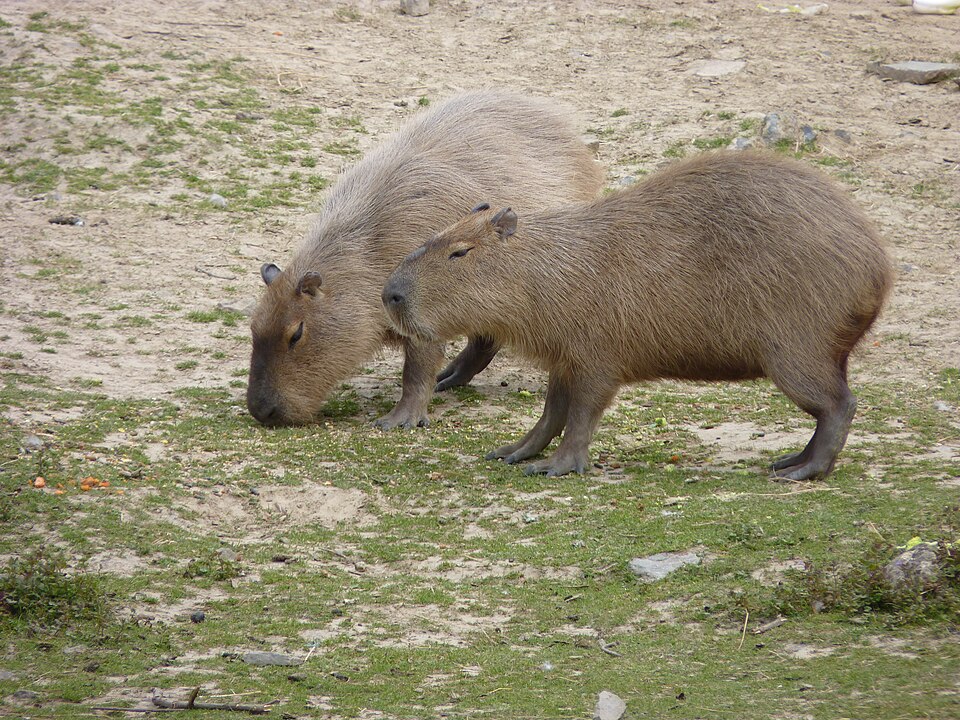 くつろぐカピバラ