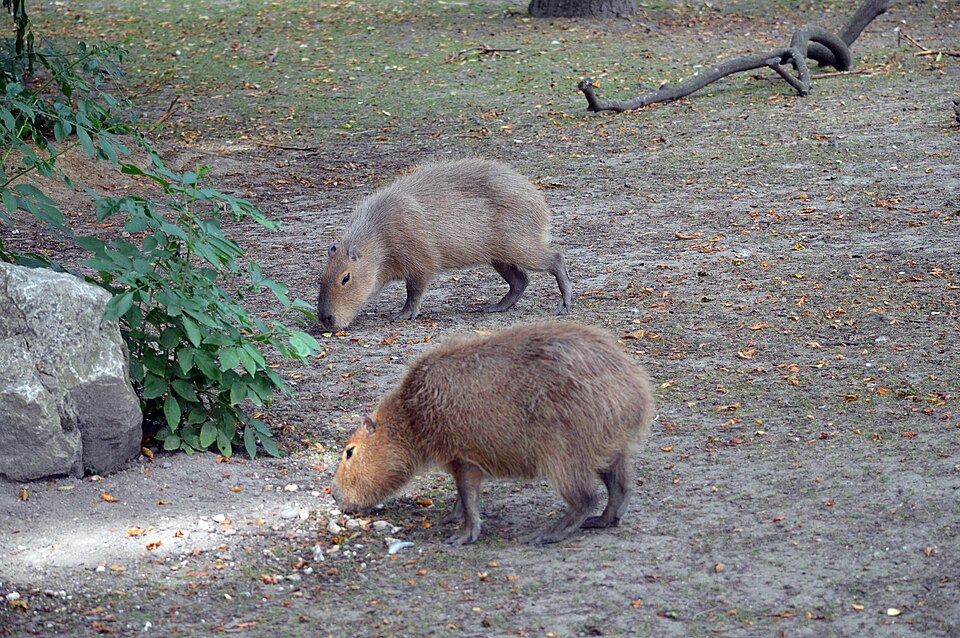 動物園のカピバラ